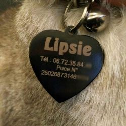 plaque d'identité pour animaux (chien ou chat)