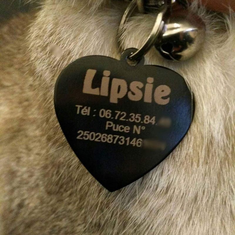 plaque d'identité pour animaux (chien ou chat)